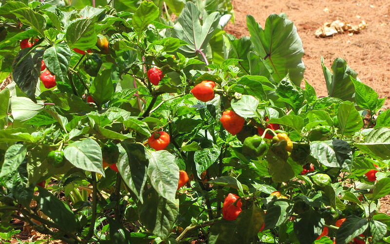 Capsicum