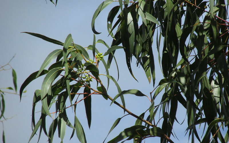 River Red Gum (Eucalyptus camaldulensis)