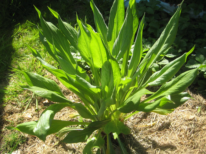 Scorzonera (Scorzonera hispanica)