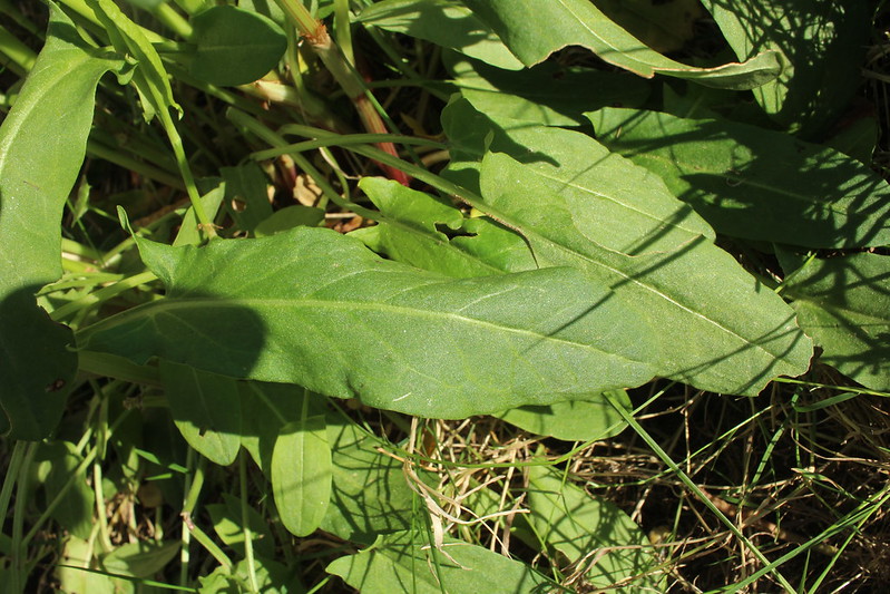 Garden Sorrel (Rumex acetosa)