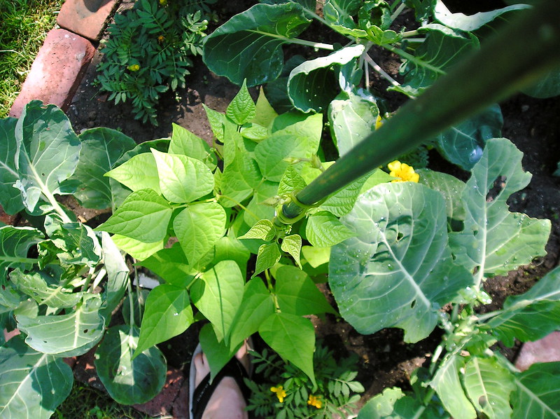 Bush Beans (Phaseolus vulgaris)