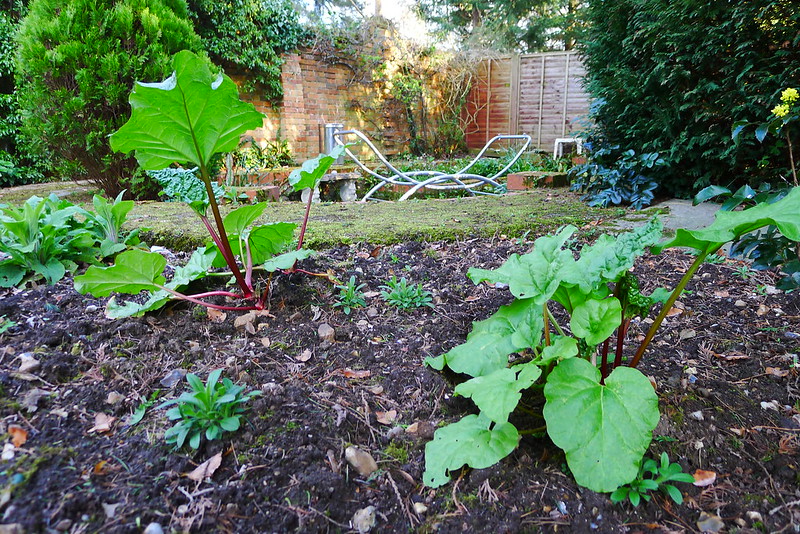 Rhubarb (Rheum rhabarbarum)