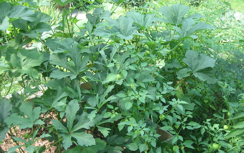 Okra (Abelmoschus esculentus)