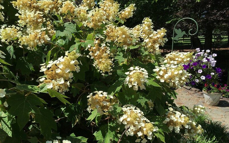 Oak leaf Hydrangea (Hydrangea quercifolia)