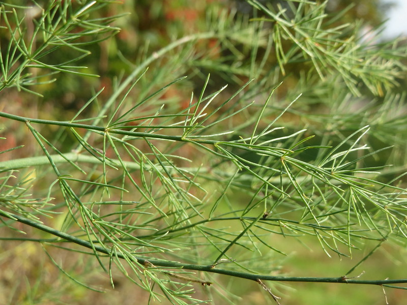 Common Asparagus (Asparagus officinalis)