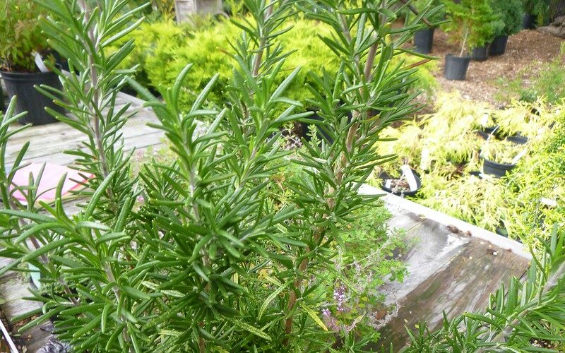 Rosemary (Rosmarinus officinalis)