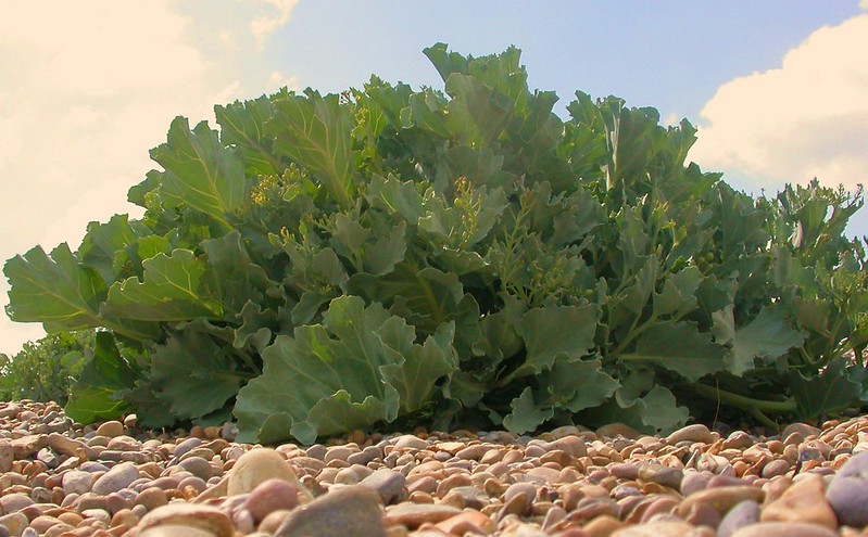 Sea Kale (Crambe maritima)
