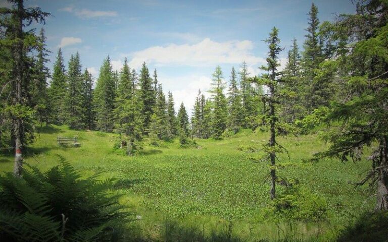 Pine tree forest