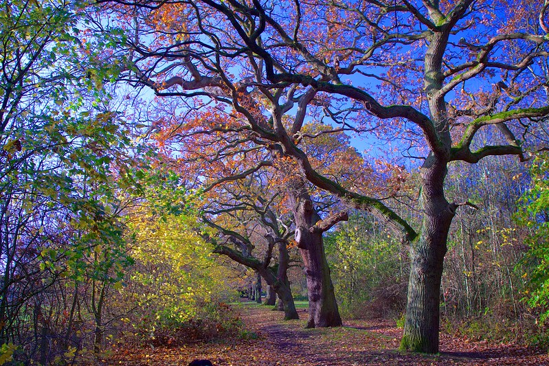 English Oak (Quercus robur)