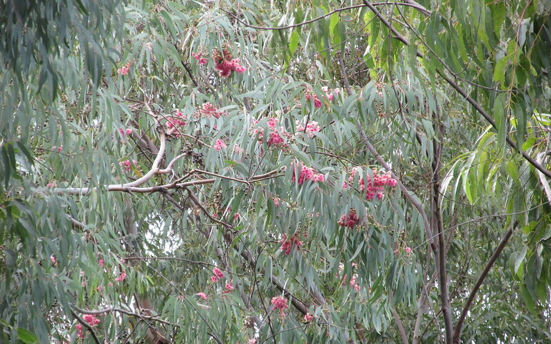 Red Ironbark (Eucalyptus tricarpa)