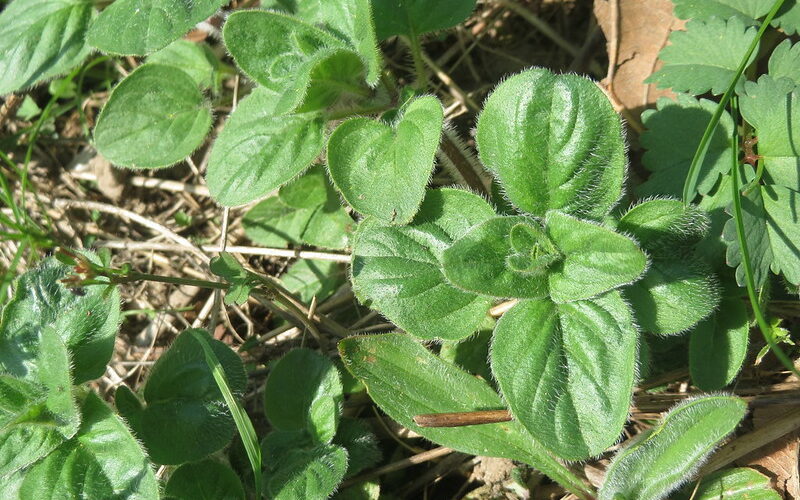 Oregano (Origanum vulgare)