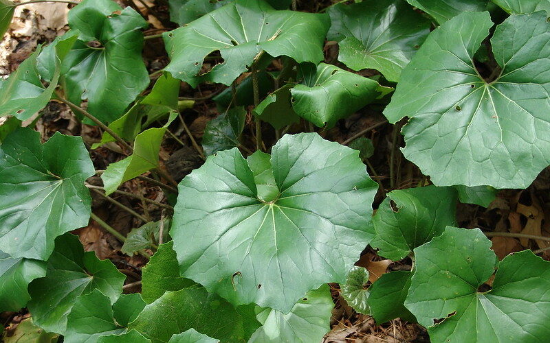 Leopard Plant (Farfugium japonicum)