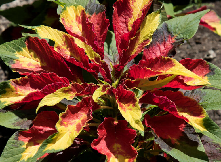 Red-leaf Amaranthus (Amaranthus tricolor)