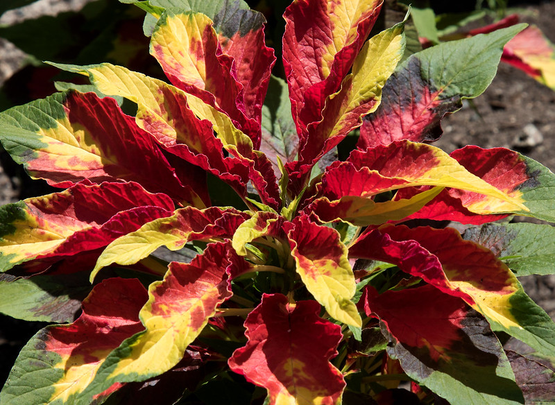 Red-leaf Amaranthus (Amaranthus tricolor)