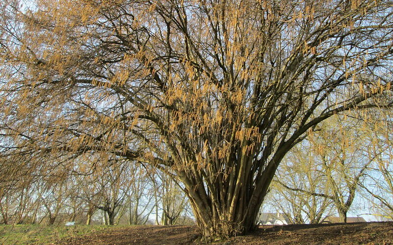 Hazel (Corylus avellana)