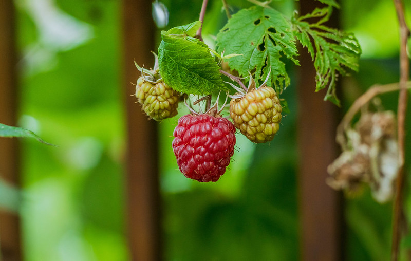 Raspberries (Rubus idaeus)
