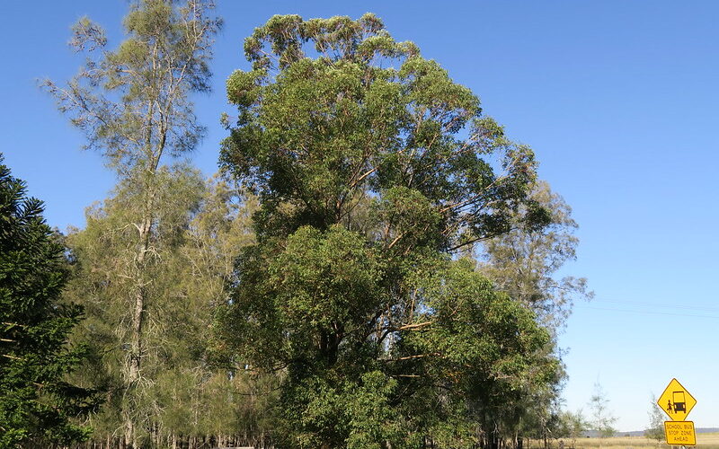 Tallow wood (Eucalyptus microcorys)
