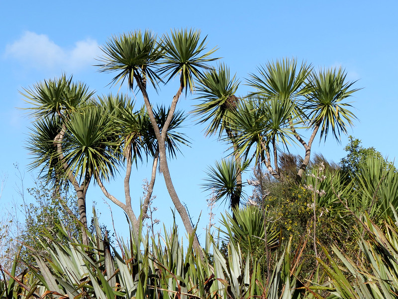 Cabbage tree/ Ti Kuoka (Cordyline australis)