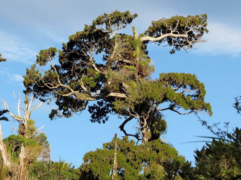 Rimu/ Red Pine (Dacrydium cupressinum)