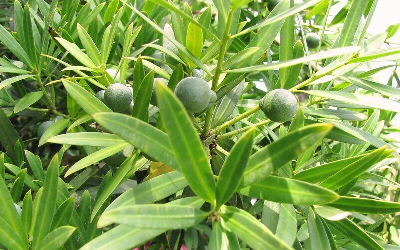 Illawarra Plum Tree/Goongum/Daalgaal (Podocarpus elatus)