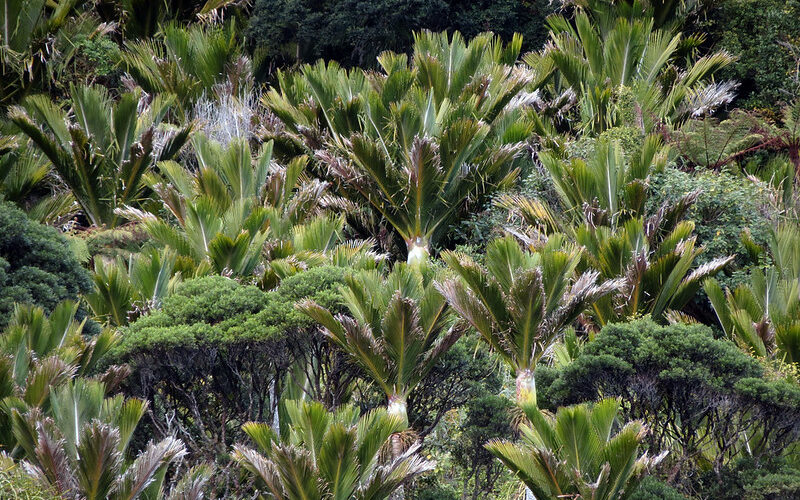 Nikau (Rhopalostylis sapida)