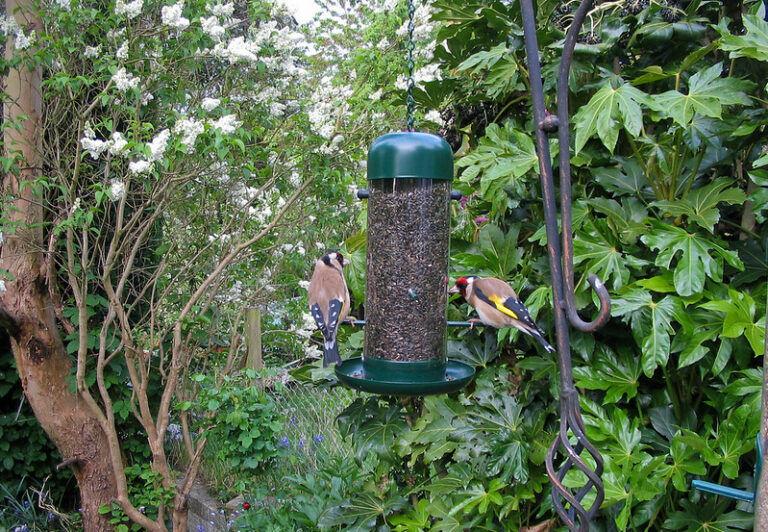 Goldfinch birds feeding on nyjer seeds in birdfeeder