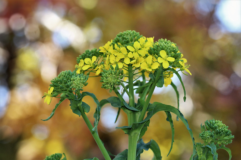 Broccoli flowers