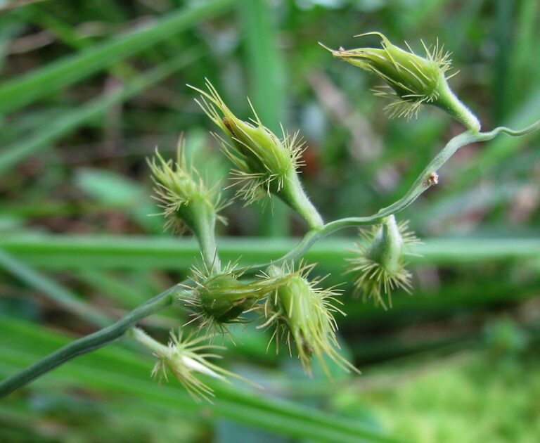 Sandbur/ Blur-grass (Cenchrus)