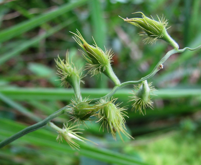 Sandbur/ Blur-grass (Cenchrus)