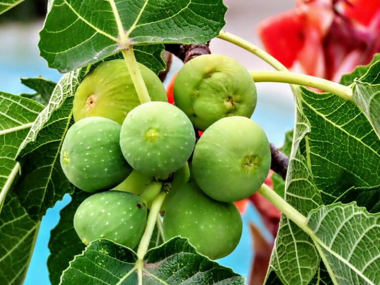 Fig tree (Ficus carica)