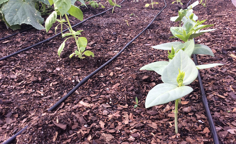 Drip irrigation on seedlings