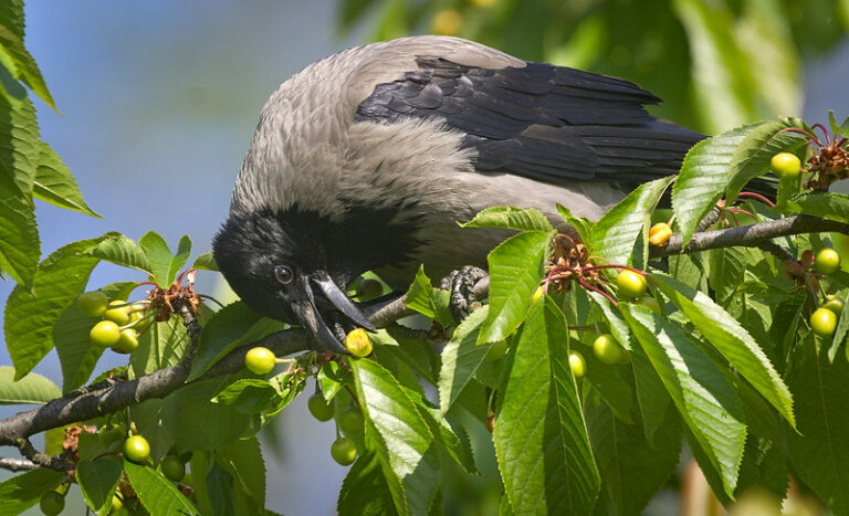 Wild Cherry (Prunus avium)