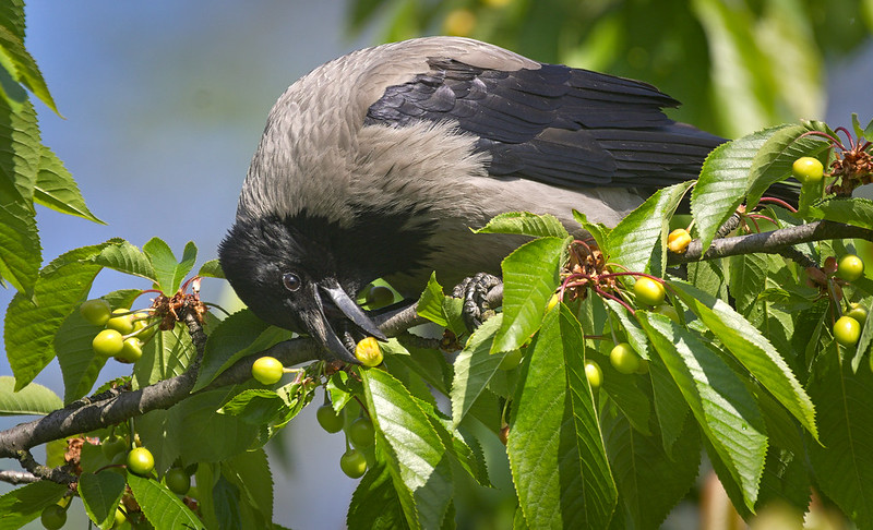 Wild Cherry (Prunus avium)