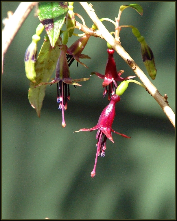 Kotukutuku/ Tree Fuchsia (Fuchsia excorticata)