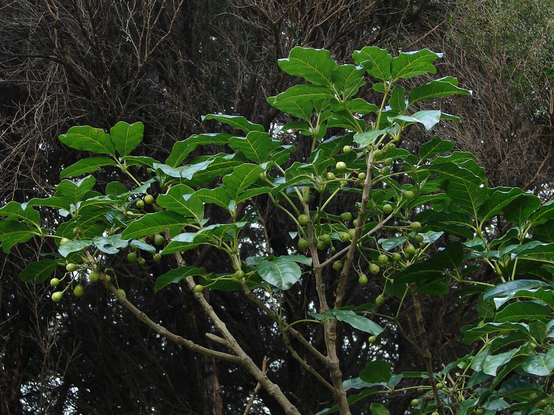 Puriri (Vitex lucens)