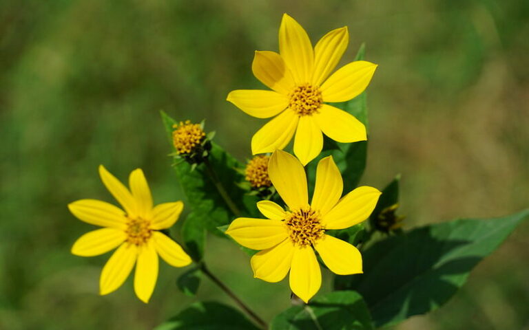 Jerusalem Artichokes/Sunchokes (Helianthus tuberosus)