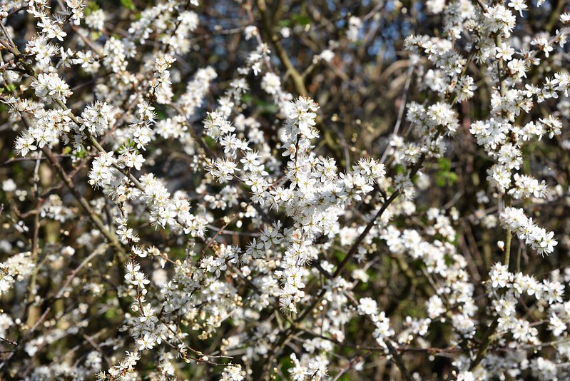 Blackthorn (Prunus spinose)