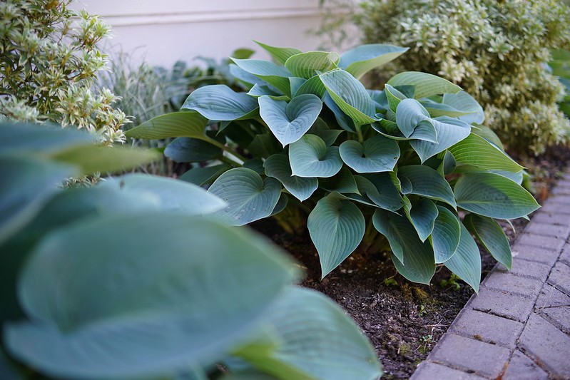 Hosta (Hosta spp.)