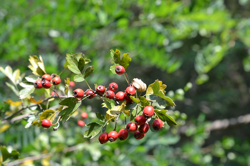 Hawthorn (Crataegus monogyna)