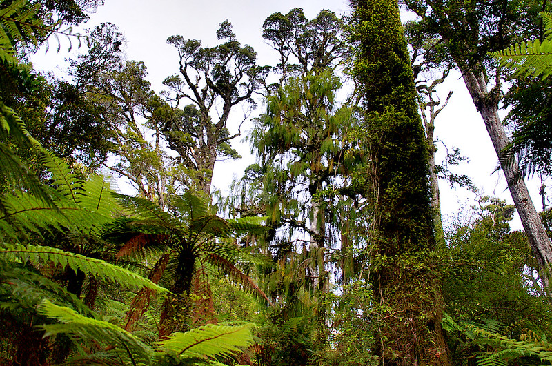 Kahikatea/ White Pine (Dacrycarpus dacrydioides)