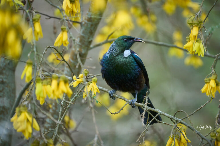 Kowhai (Sophora microphylla)