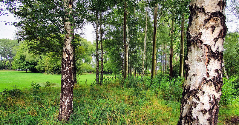 Silver Birch/ The Lady of the Wood (Betula pendula)