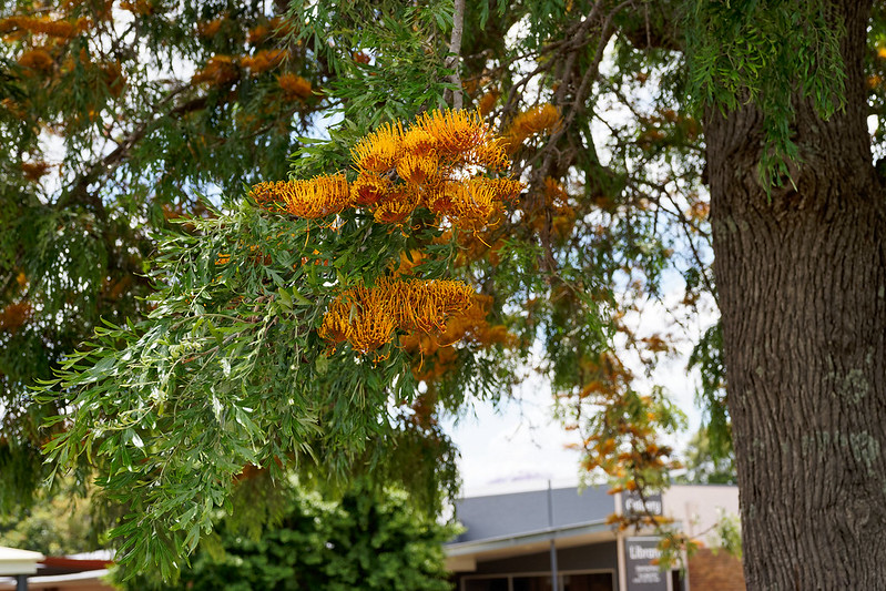 Silky Oak (Grevillea robusta)