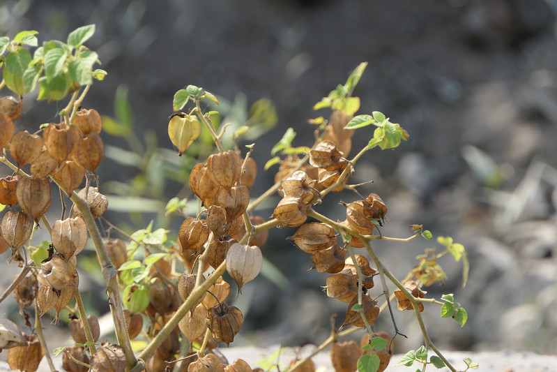 Ground Cherries (Physalis pruinosa)