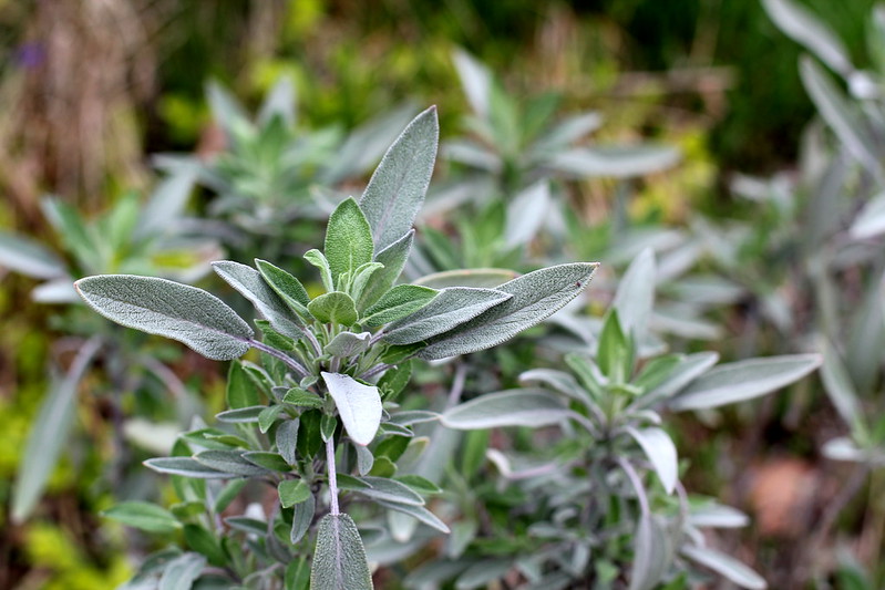 Common Sage (Salvia officinalis)
