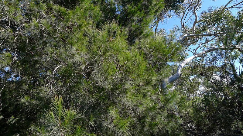 Black She Oak (Allocasuarina littoralis)