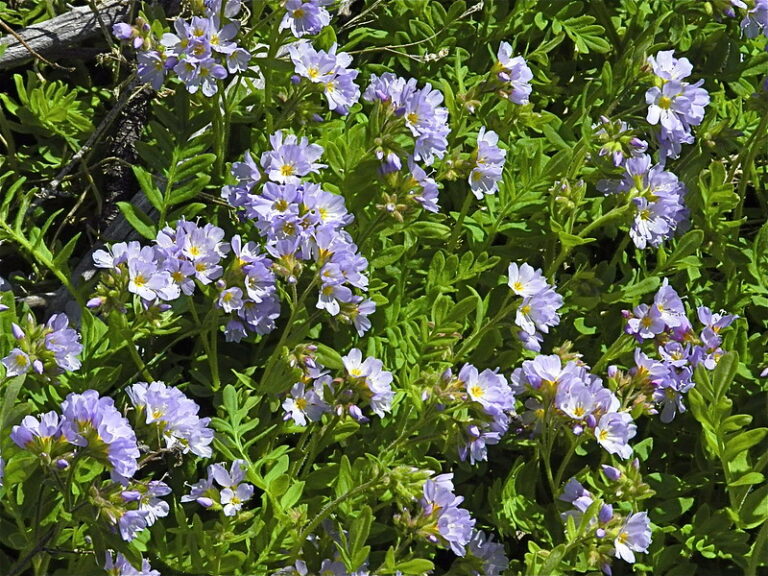 Jacob’s Ladder (Polemonium caeruleum)