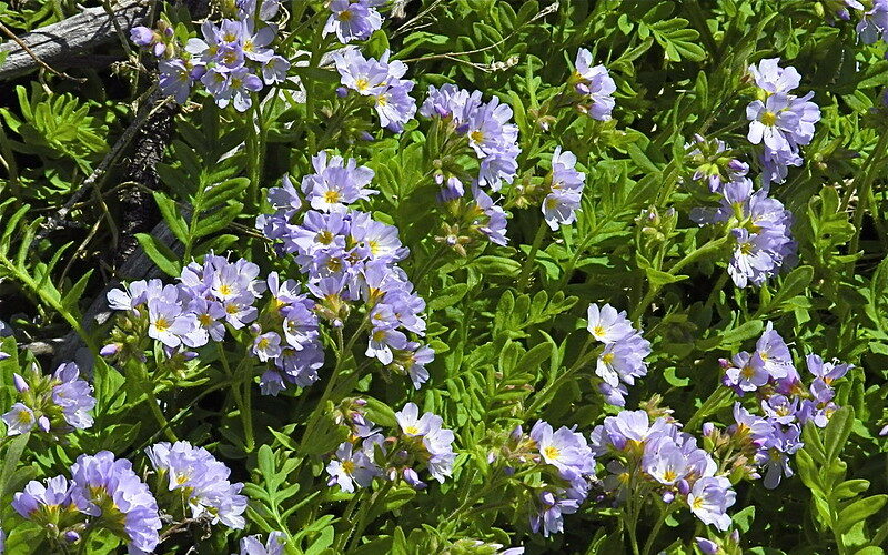 Jacob’s Ladder (Polemonium caeruleum)