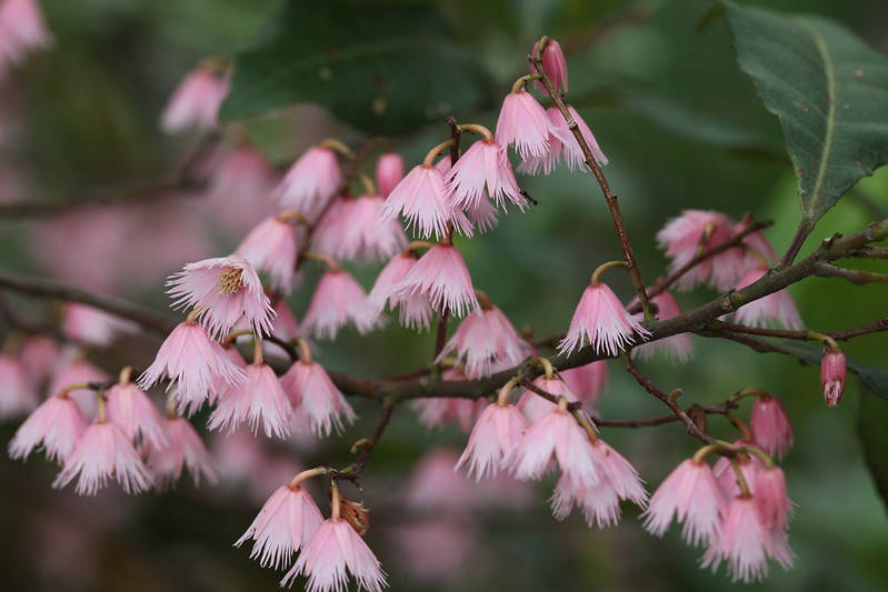 Blueberry Ash (Elaeocarpus reticulatus)