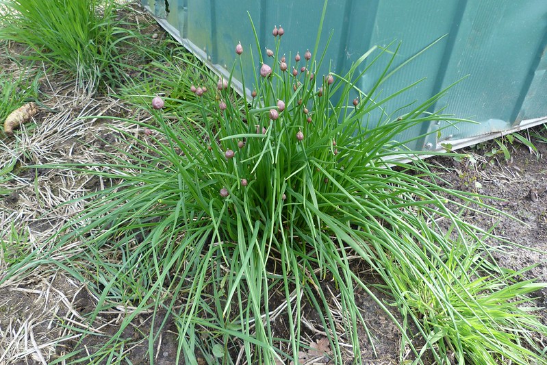 Common Chives (Allium schoenoprasum)